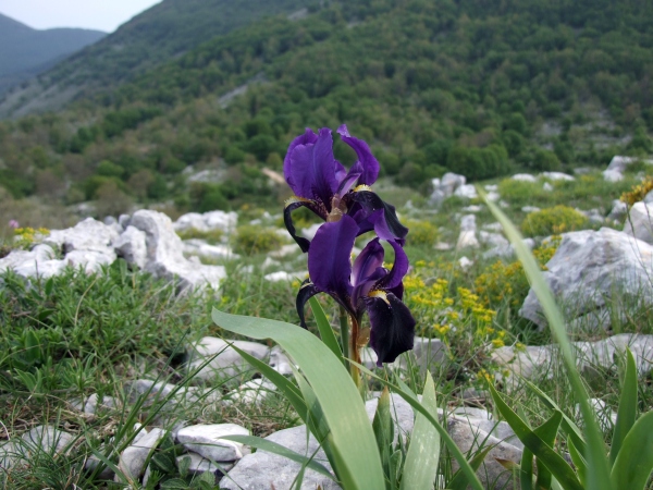 Iris suaveolens?